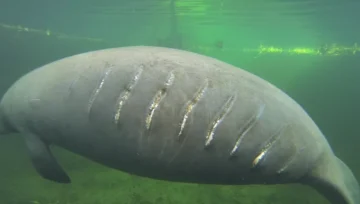 Helping Gentle Giants